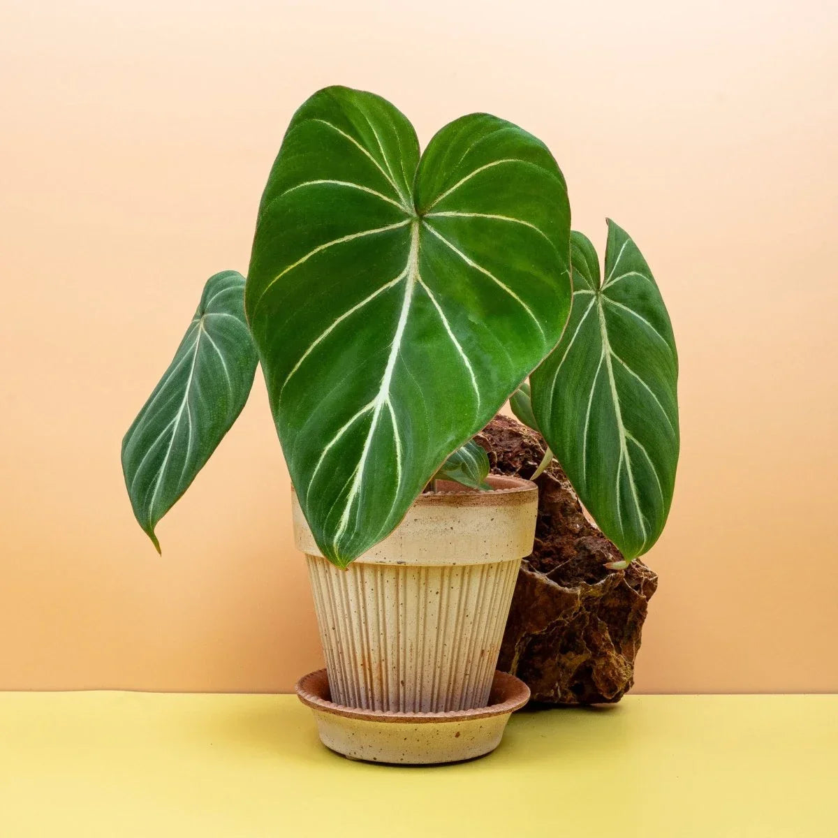 PHILODENDRON - potflourri