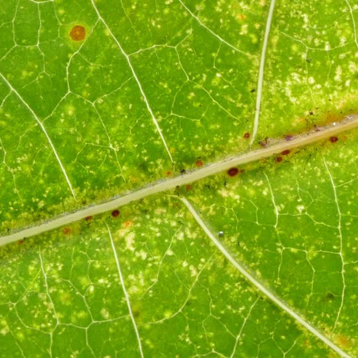 Thripse bekämpfen – Neemöl wird auf Blätter gesprüht