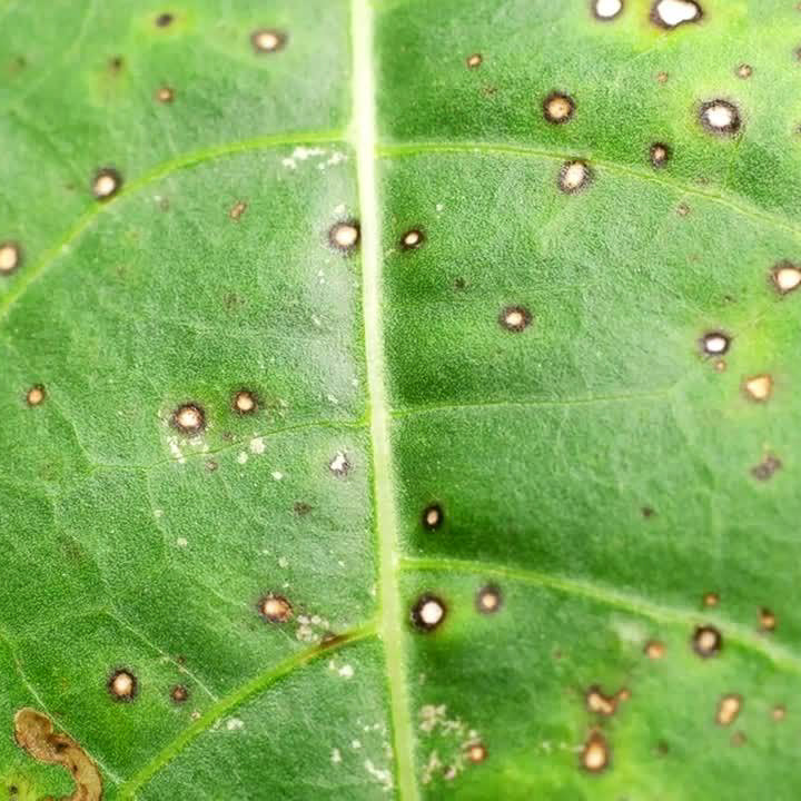 Thripse bekämpfen – biologische Nützlinge wie Raubmilben einsetzen