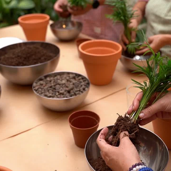 Substrat – luftige Orchideenmischung aus grober Pinienrinde, Kokoschunks, Sphagnum-Moos und Holzkohle