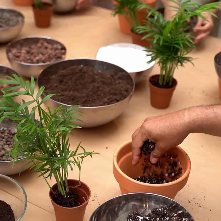 Substrat – durchlässige Mischung mit Perlite und Pinienrinde über Drainageschicht aus Blähton