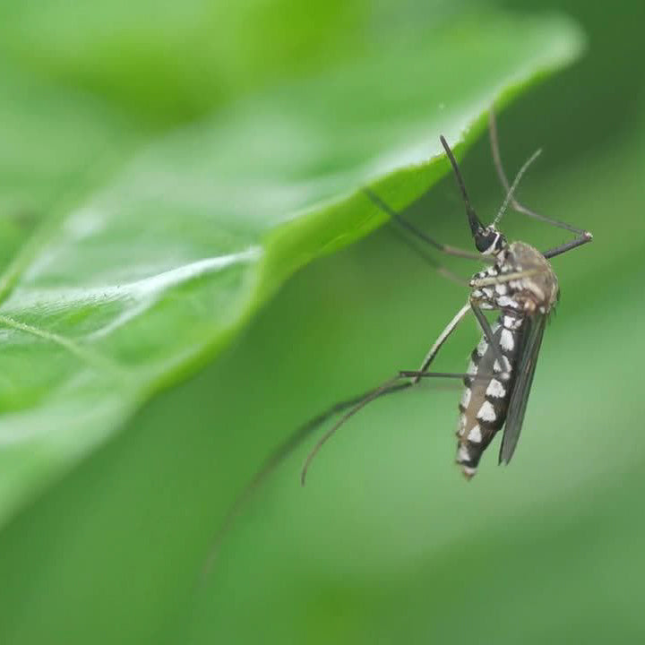 Nützlinge gegen Trauermücken – Biologische Schädlingsbekämpfung für Zuhause