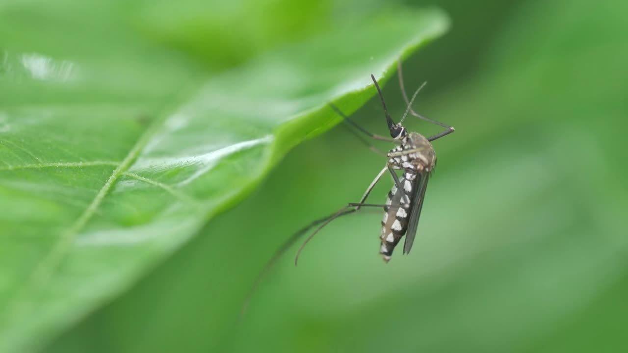 Trauermücken bekämpfen – Symptome und typische Anzeichen