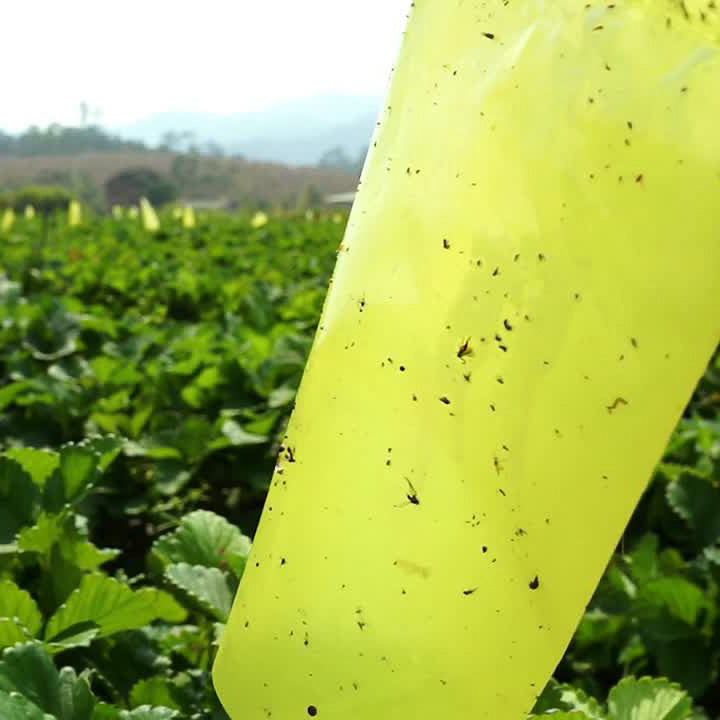 Trauermücken vorbeugen – Nachhaltige Maßnahmen für dauerhaft gesunde Pflanzen