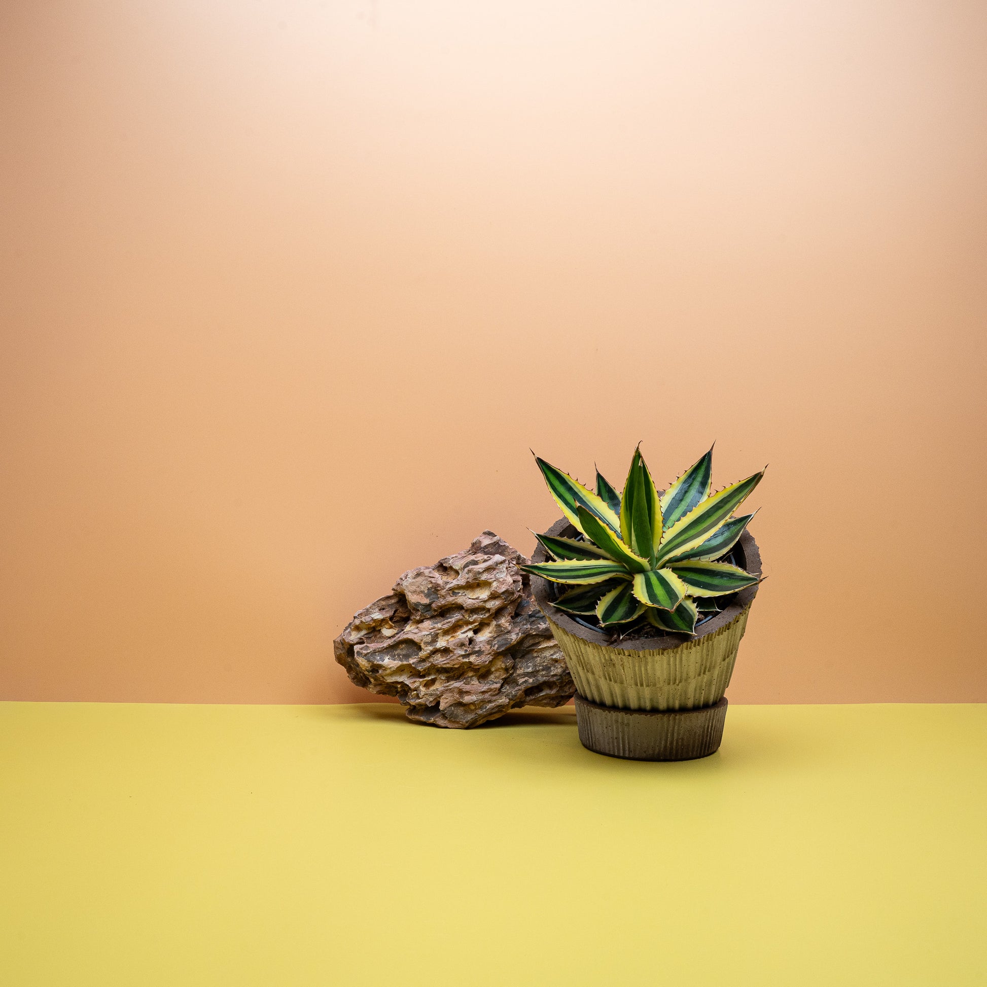 AGAVE IPOHANTHA QUADRICOLOR online bestellen bei potflourri