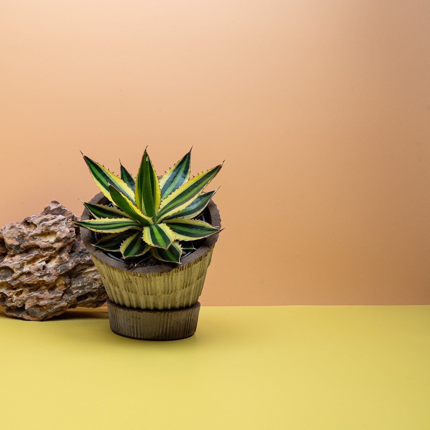AGAVE IPOHANTHA QUADRICOLOR online bestellen bei potflourri