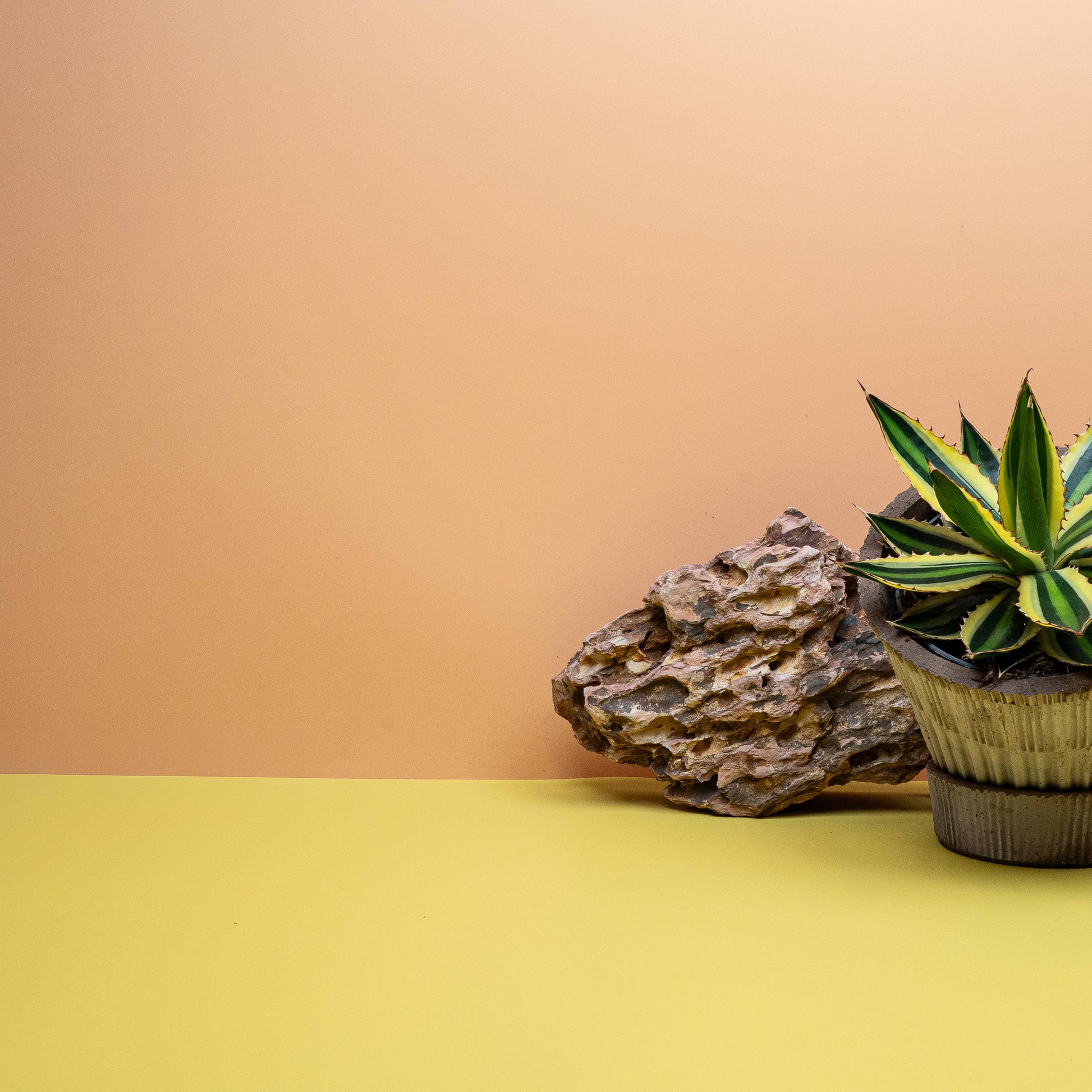 AGAVE IPOHANTHA QUADRICOLOR online bestellen bei potflourri