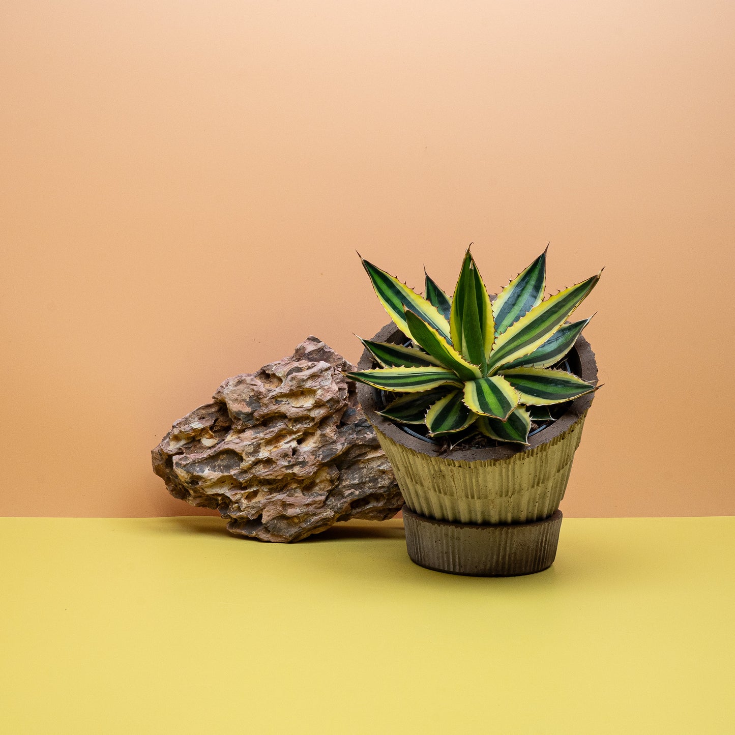 AGAVE IPOHANTHA QUADRICOLOR online bestellen bei potflourri