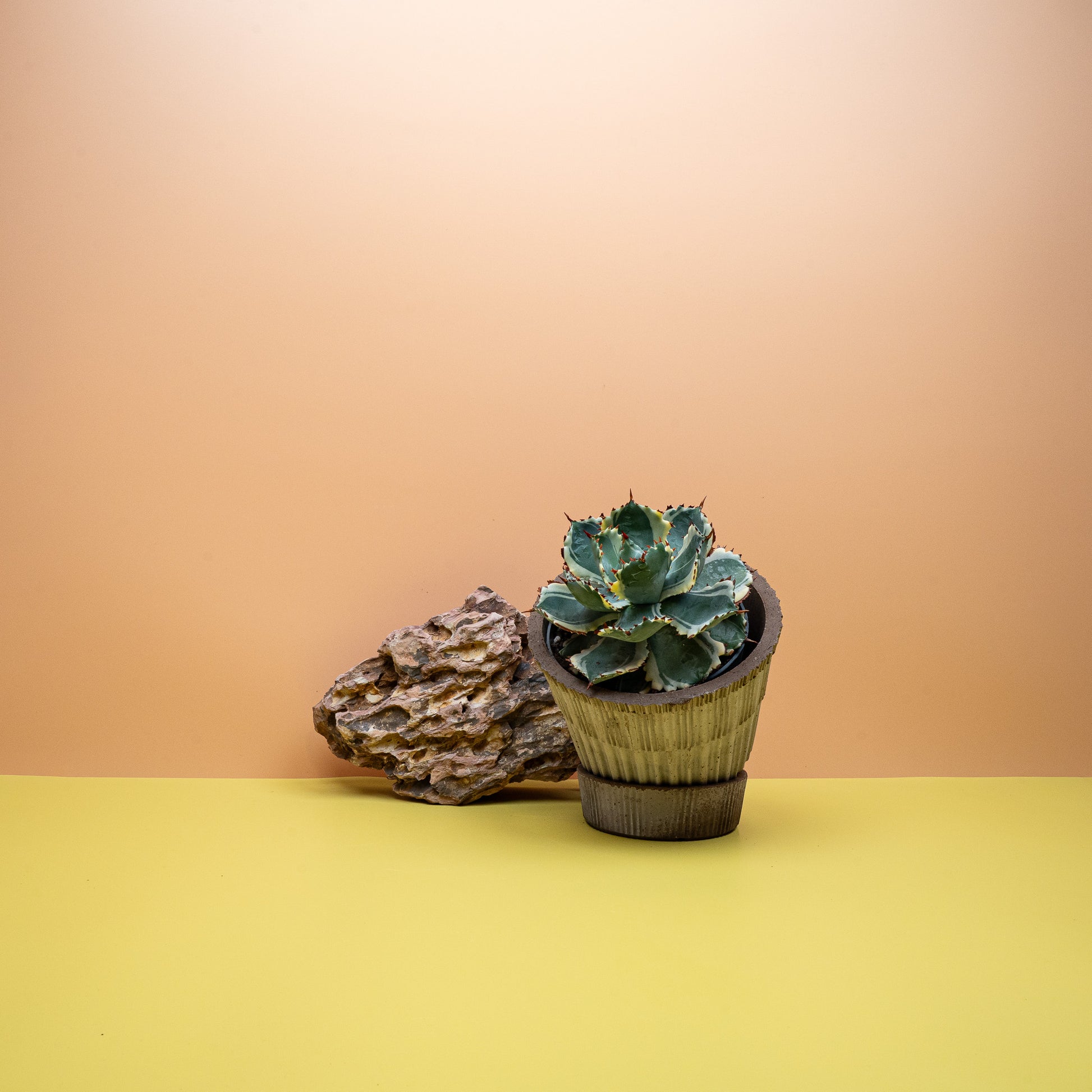 AGAVE POTATORUM VARIEGATA online bestellen bei potflourri