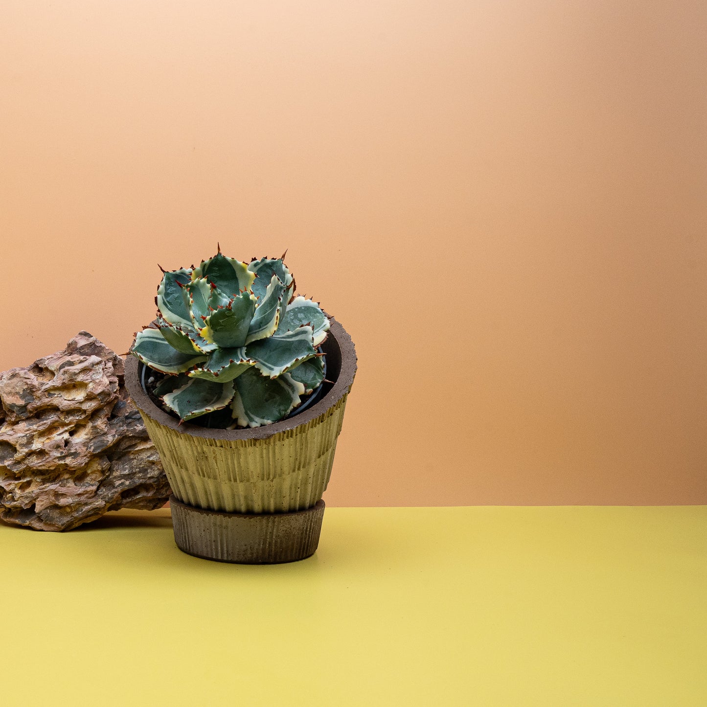 AGAVE POTATORUM VARIEGATA online bestellen bei potflourri