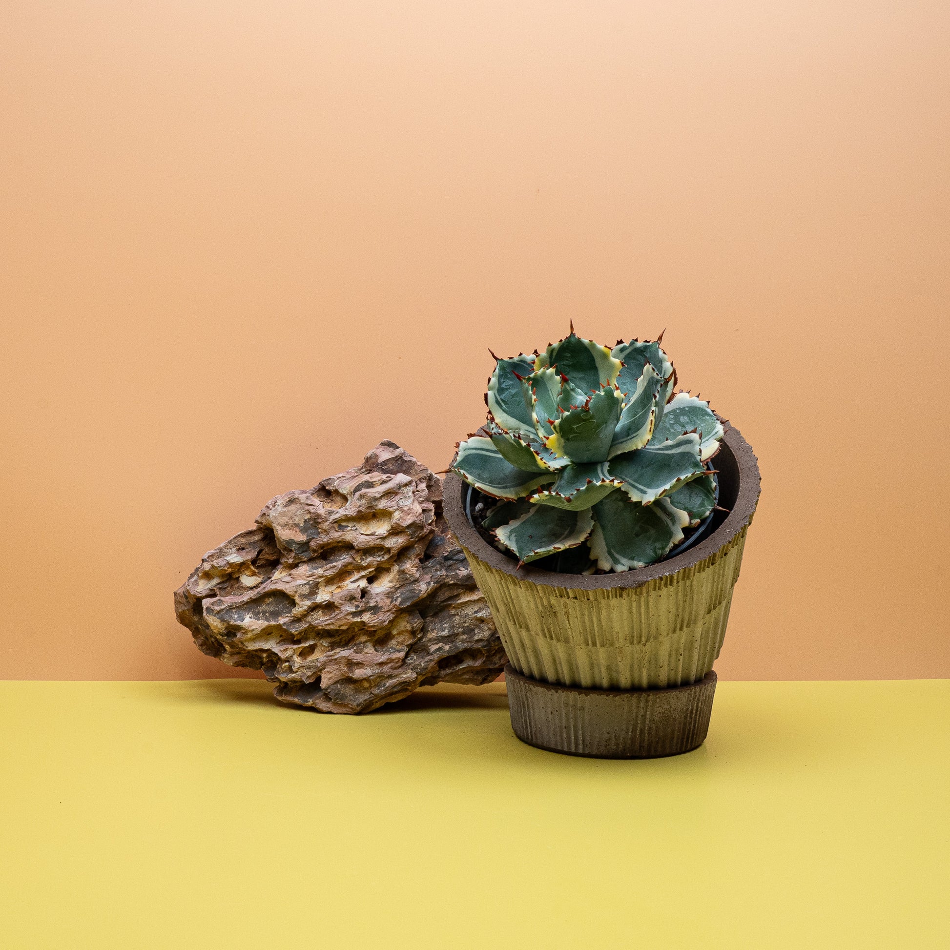 AGAVE POTATORUM VARIEGATA online bestellen bei potflourri