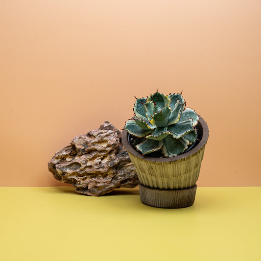 Agave Potatorum Variegata mit panaschierten Blättern – potflourri