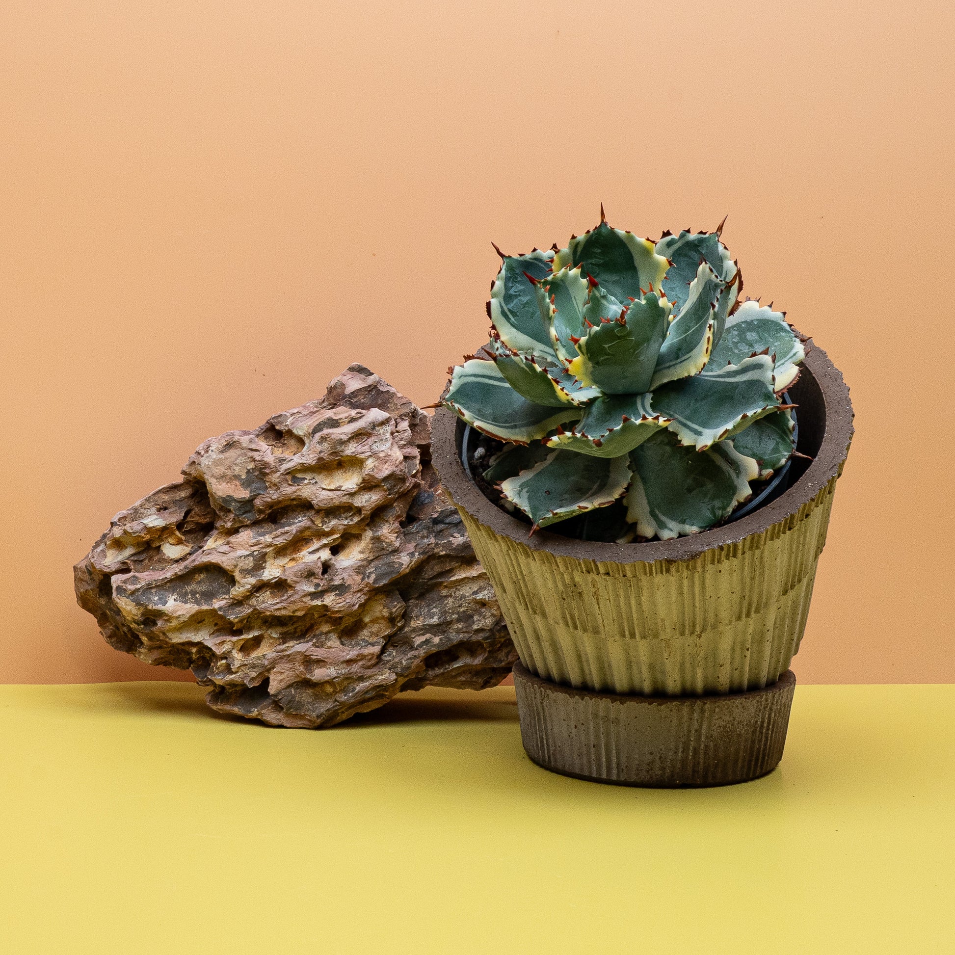AGAVE POTATORUM VARIEGATA online bestellen bei potflourri