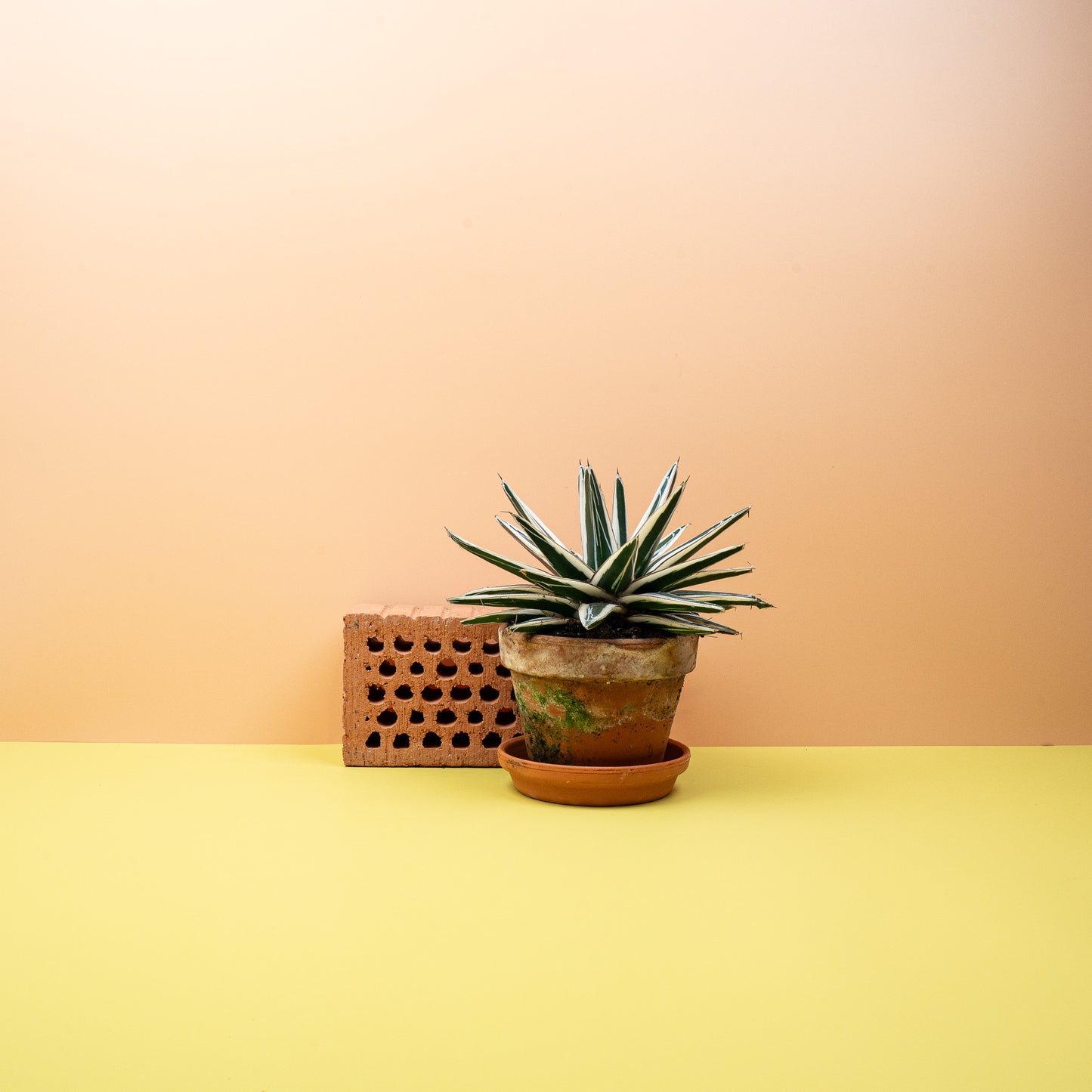 AGAVE VICTORIAE REGINAE WHITE RHINO online bestellen bei potflourri