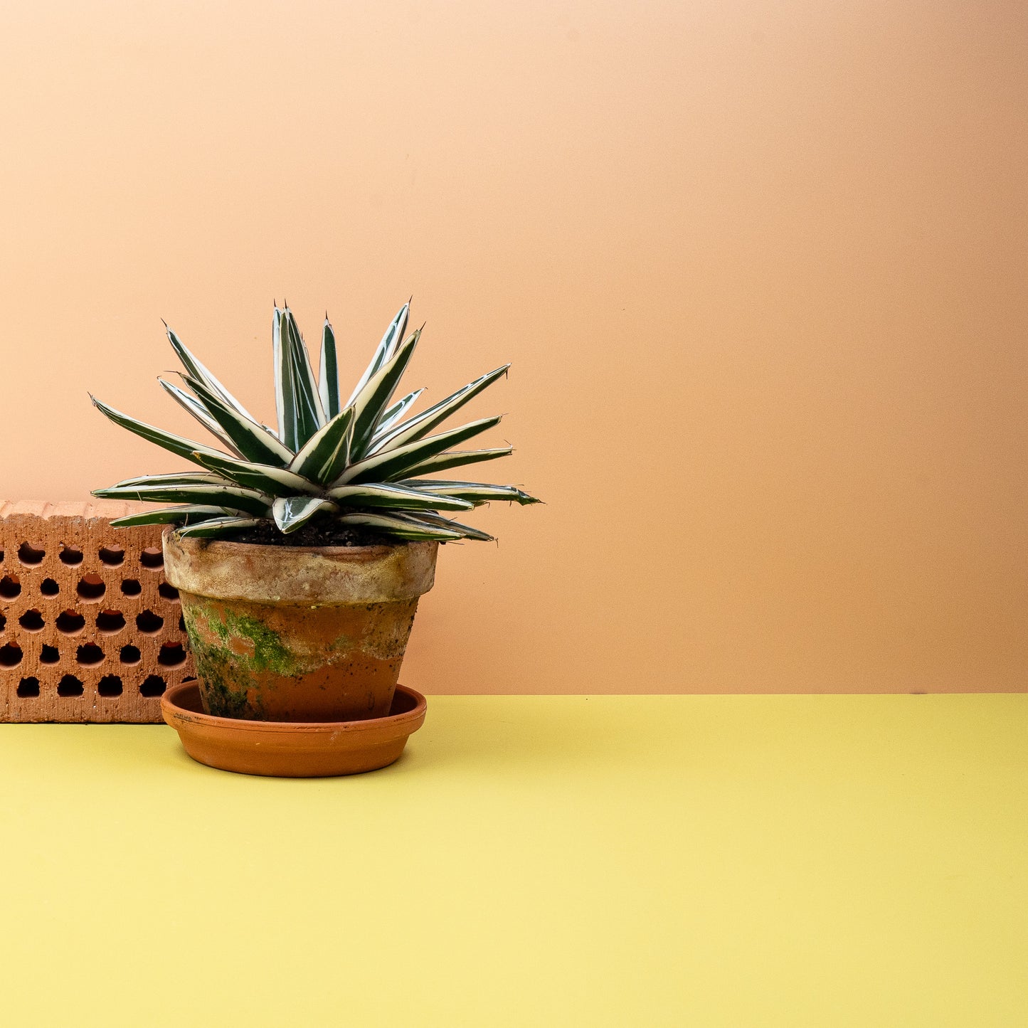 AGAVE VICTORIAE REGINAE WHITE RHINO online bestellen bei potflourri