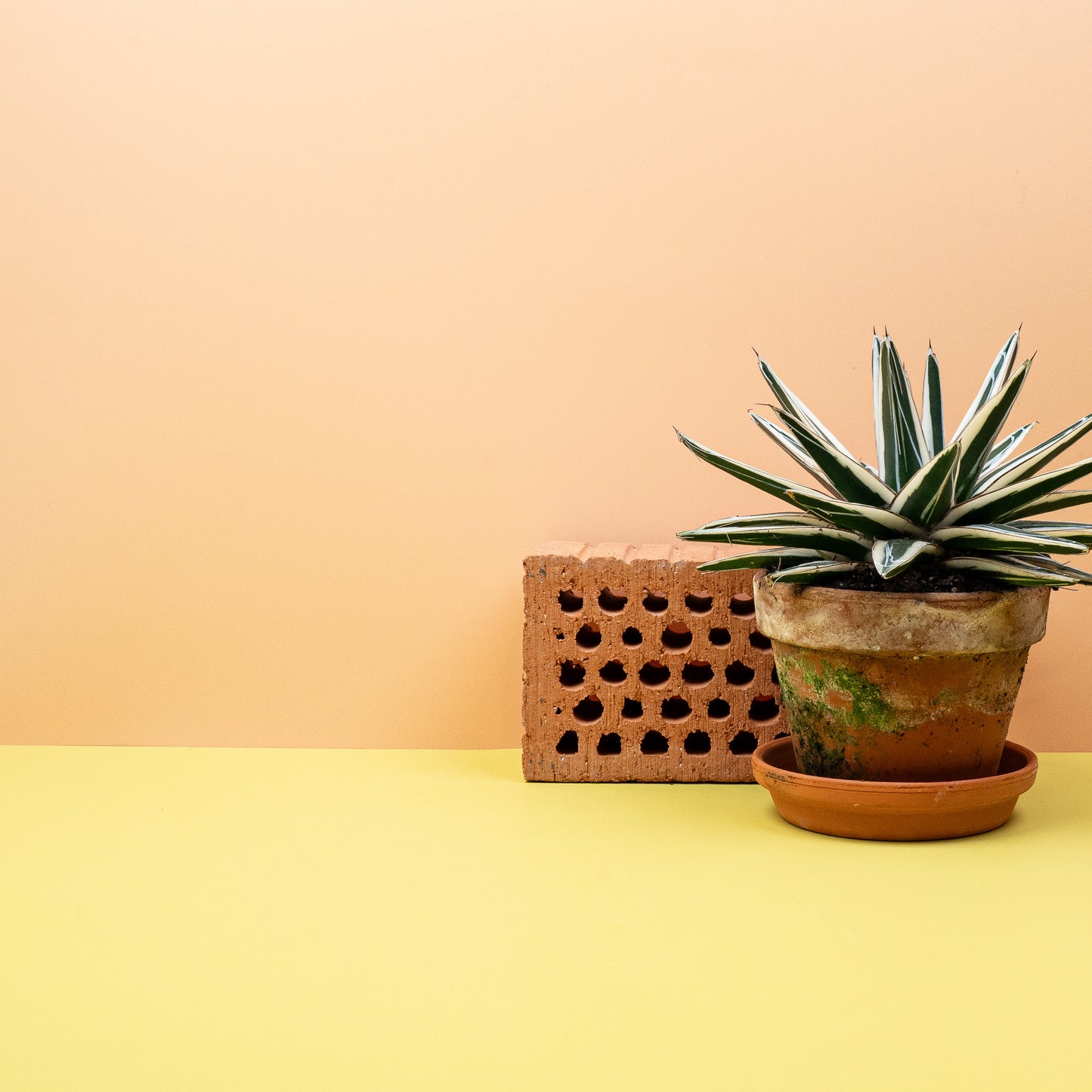 AGAVE VICTORIAE REGINAE WHITE RHINO online bestellen bei potflourri