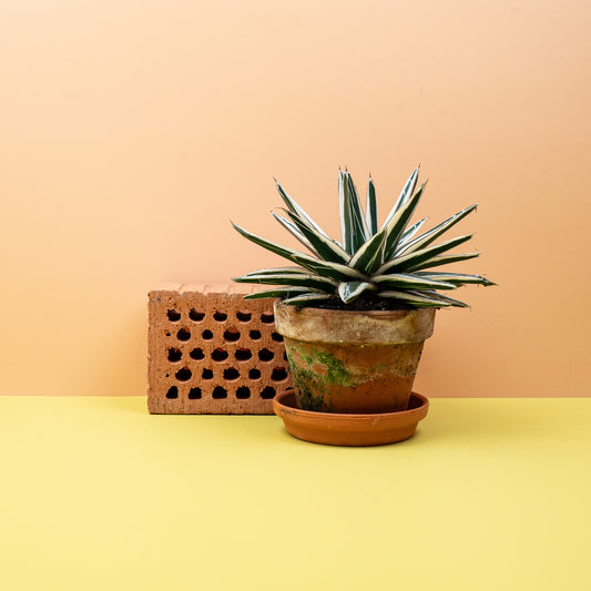 AGAVE VICTORIAE REGINAE WHITE RHINO online bestellen bei potflourri