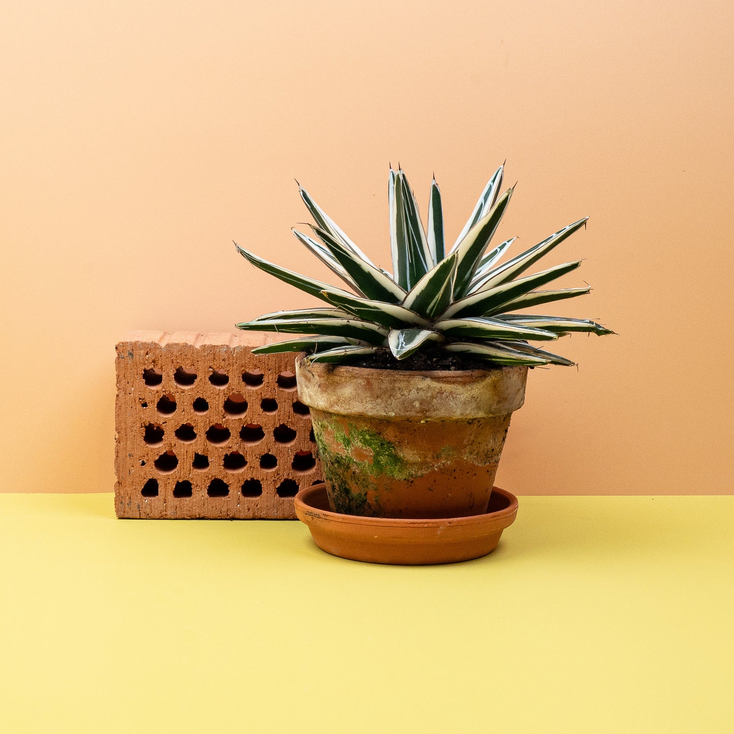 AGAVE VICTORIAE REGINAE WHITE RHINO online bestellen bei potflourri