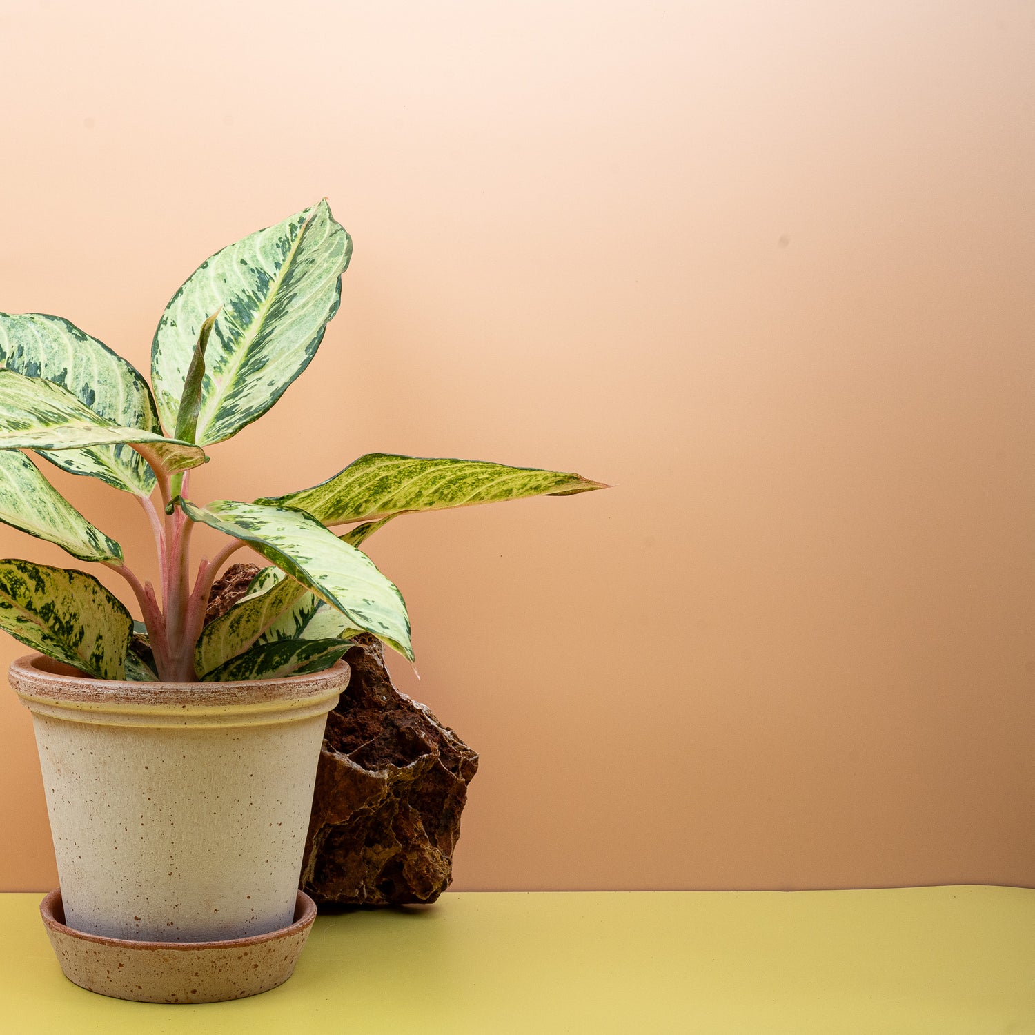 Aglaonema - Dichte, bunte Blätter einer Aglaonema mit rosa und hellgrünen Mustern in einer natürlichen Umgebung