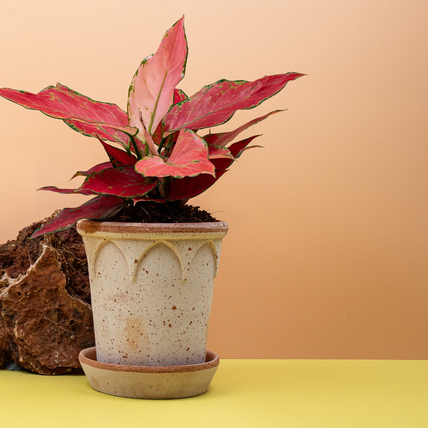 Aglaonema - Eine Auswahl verschiedener Aglaonema-Sorten, darunter rot und silbern panaschierte Exemplare, in schönen Keramiktöpfen