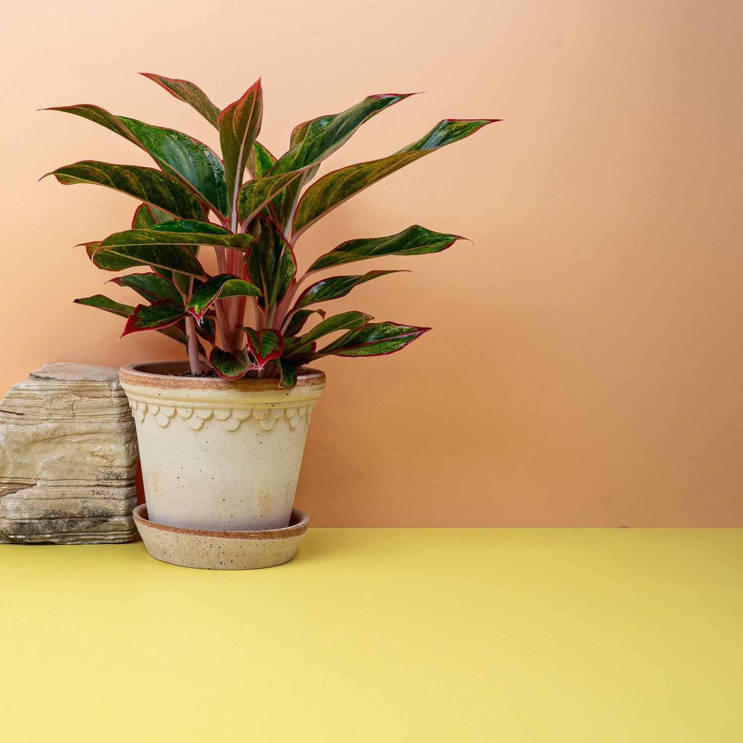 Aglaonema - Eine buntblättrige Aglaonema steht auf einem Sideboard an einem halbschattigen Platz ohne direktes Sonnenlicht
