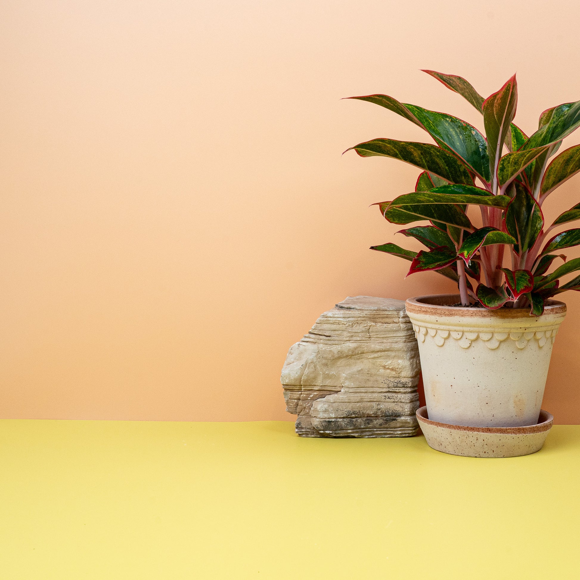AGLAONEMA CRETE online bestellen bei potflourri