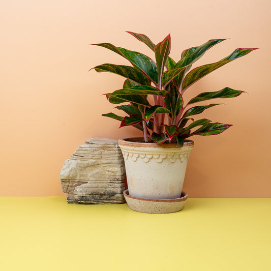 AGLAONEMA CRETE online bestellen bei potflourri