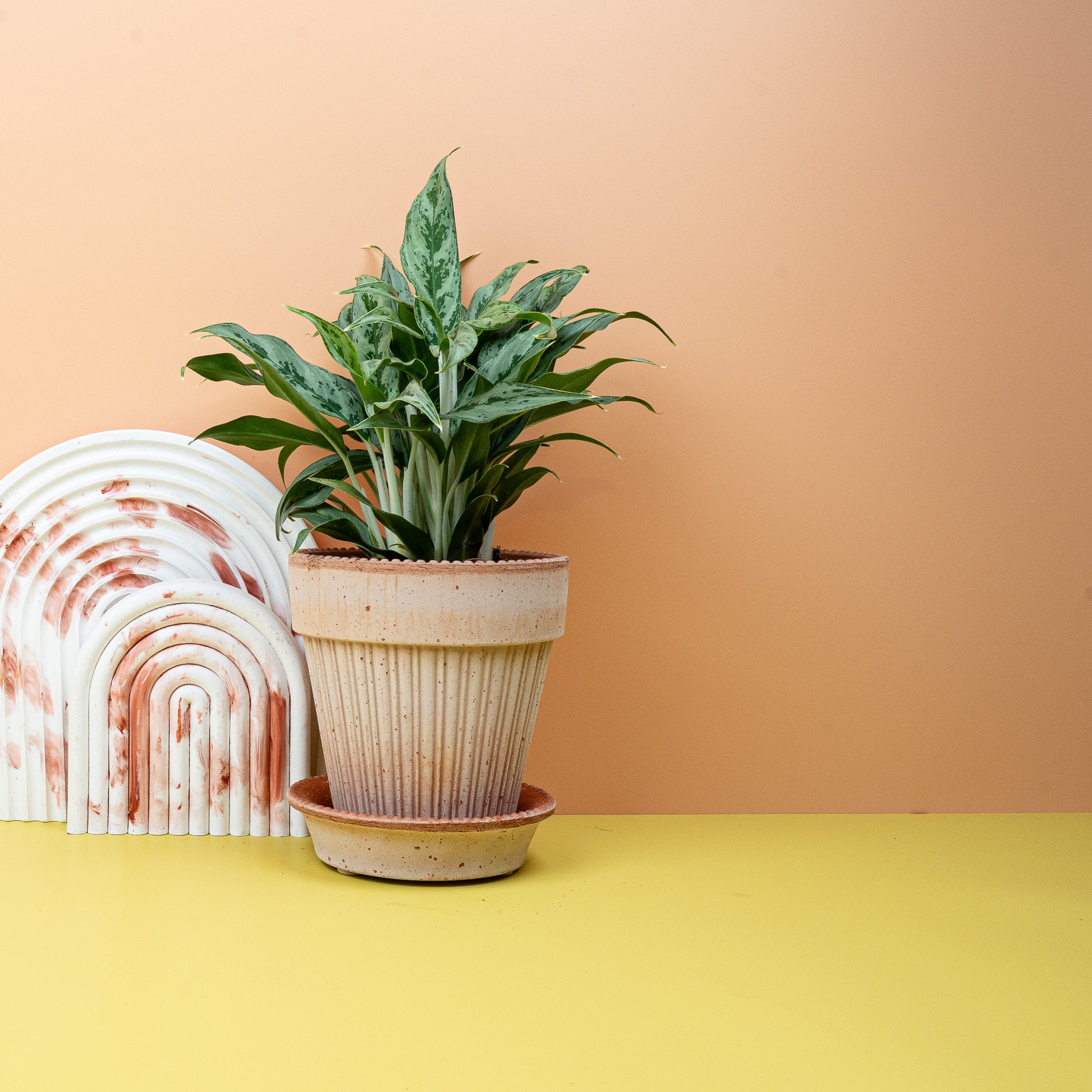 AGLAONEMA GREYHOUND online bestellen bei potflourri