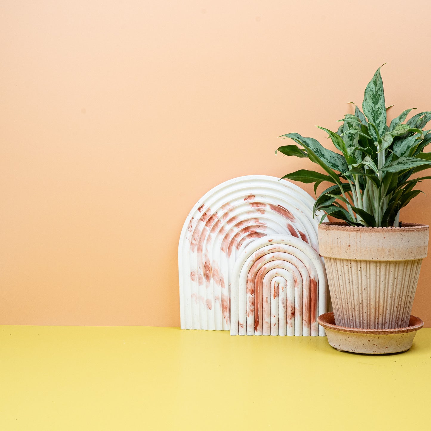 AGLAONEMA GREYHOUND online bestellen bei potflourri