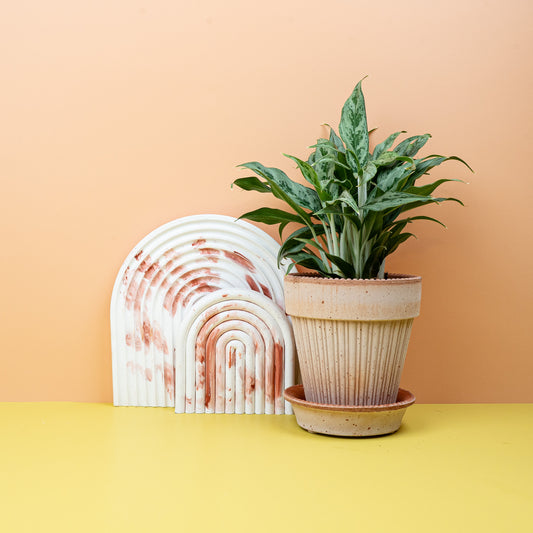 AGLAONEMA GREYHOUND online bestellen bei potflourri