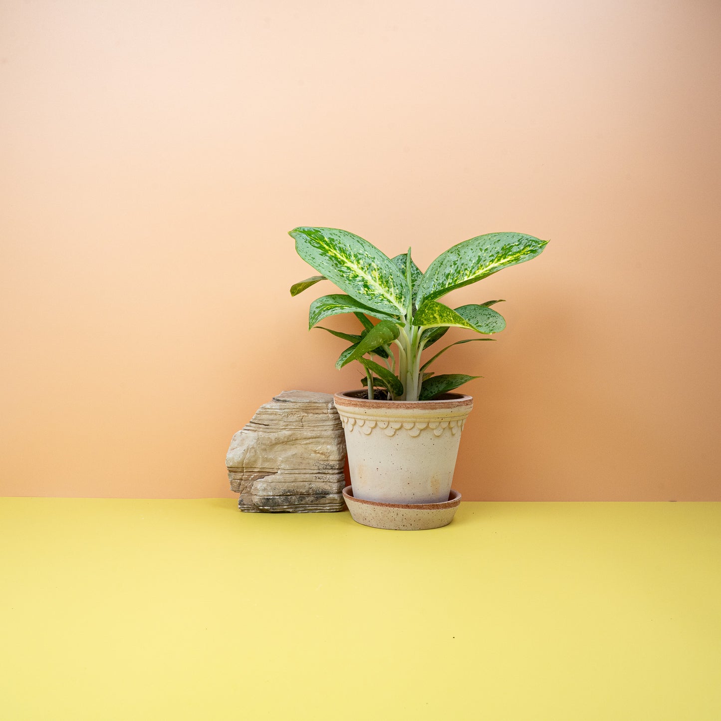 AGLAONEMA LEMON MINT online bestellen bei potflourri