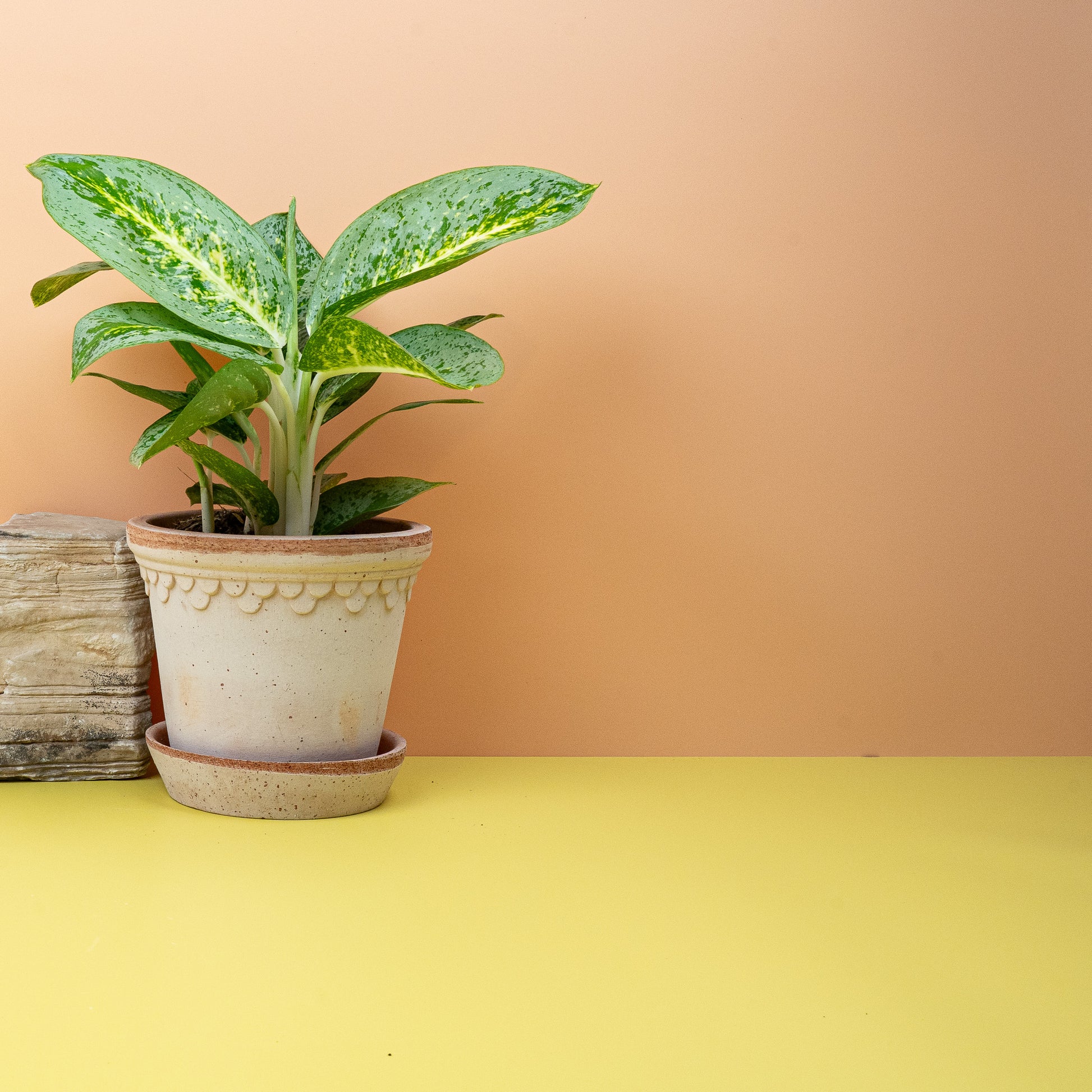 AGLAONEMA LEMON MINT online bestellen bei potflourri