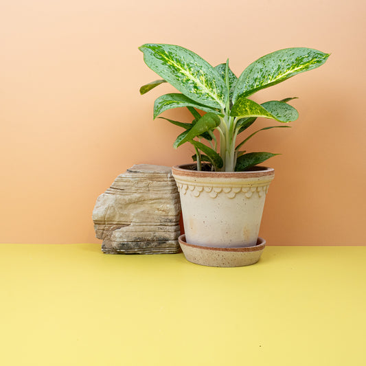 AGLAONEMA LEMON MINT online bestellen bei potflourri