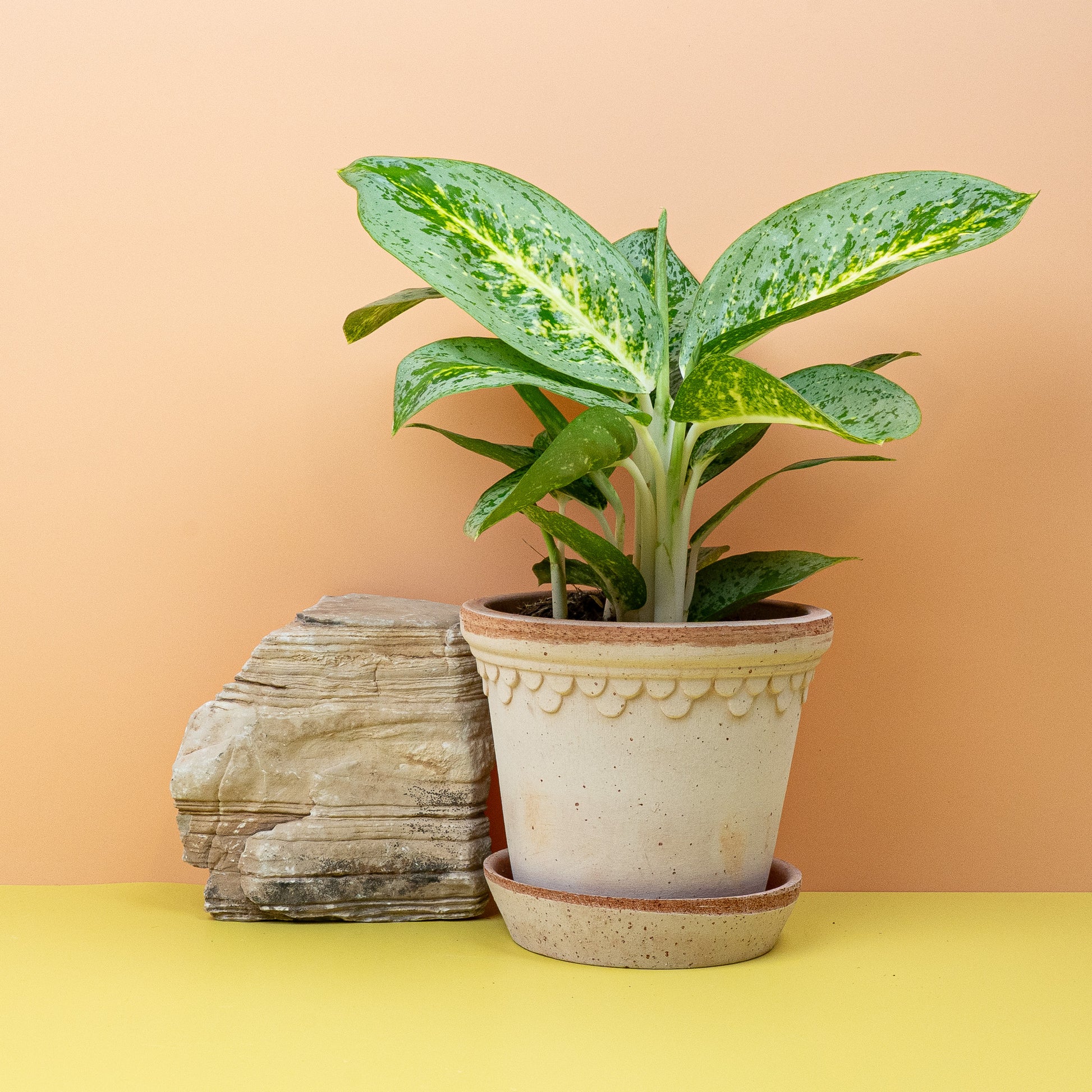 AGLAONEMA LEMON MINT online bestellen bei potflourri