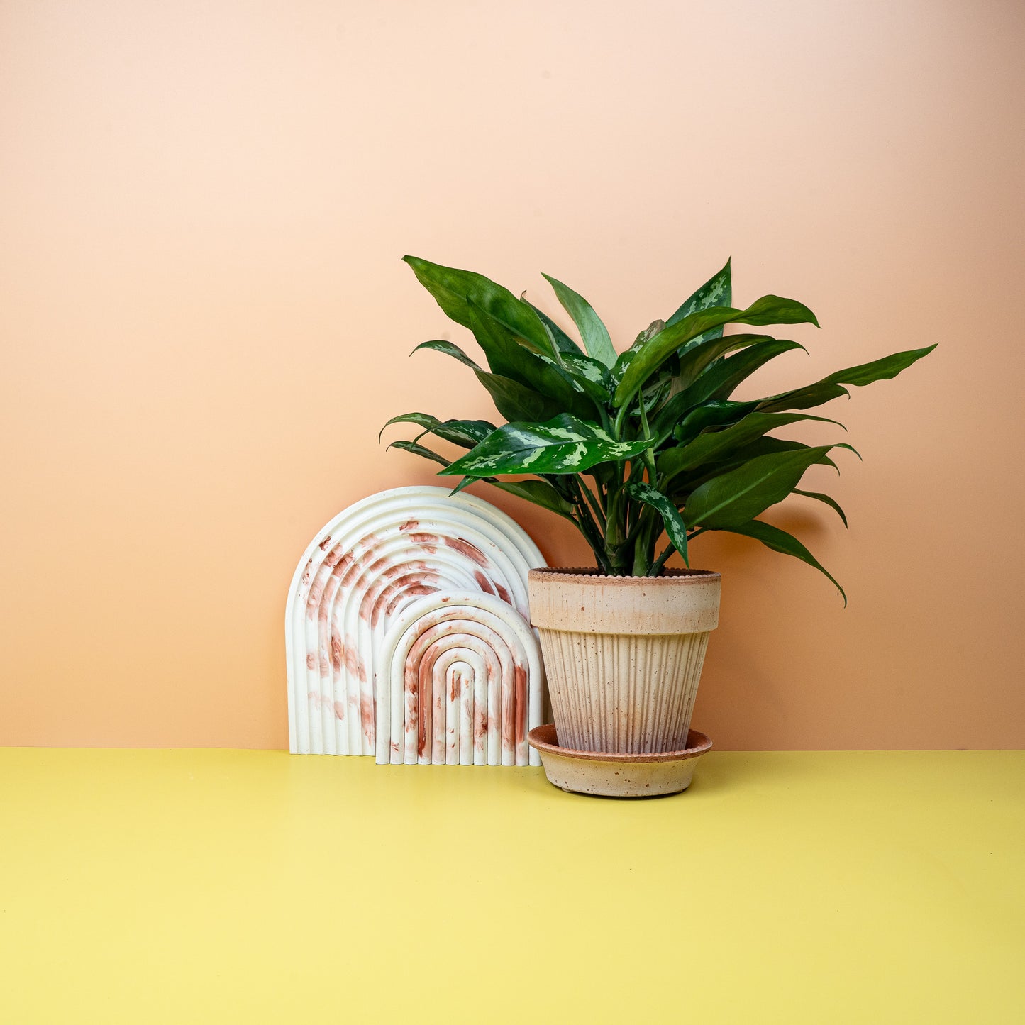 AGLAONEMA MARIA online bestellen bei potflourri