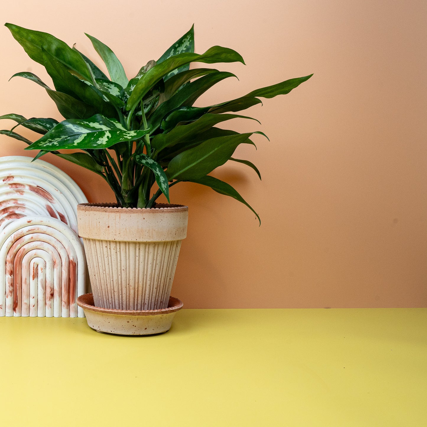 AGLAONEMA MARIA online bestellen bei potflourri