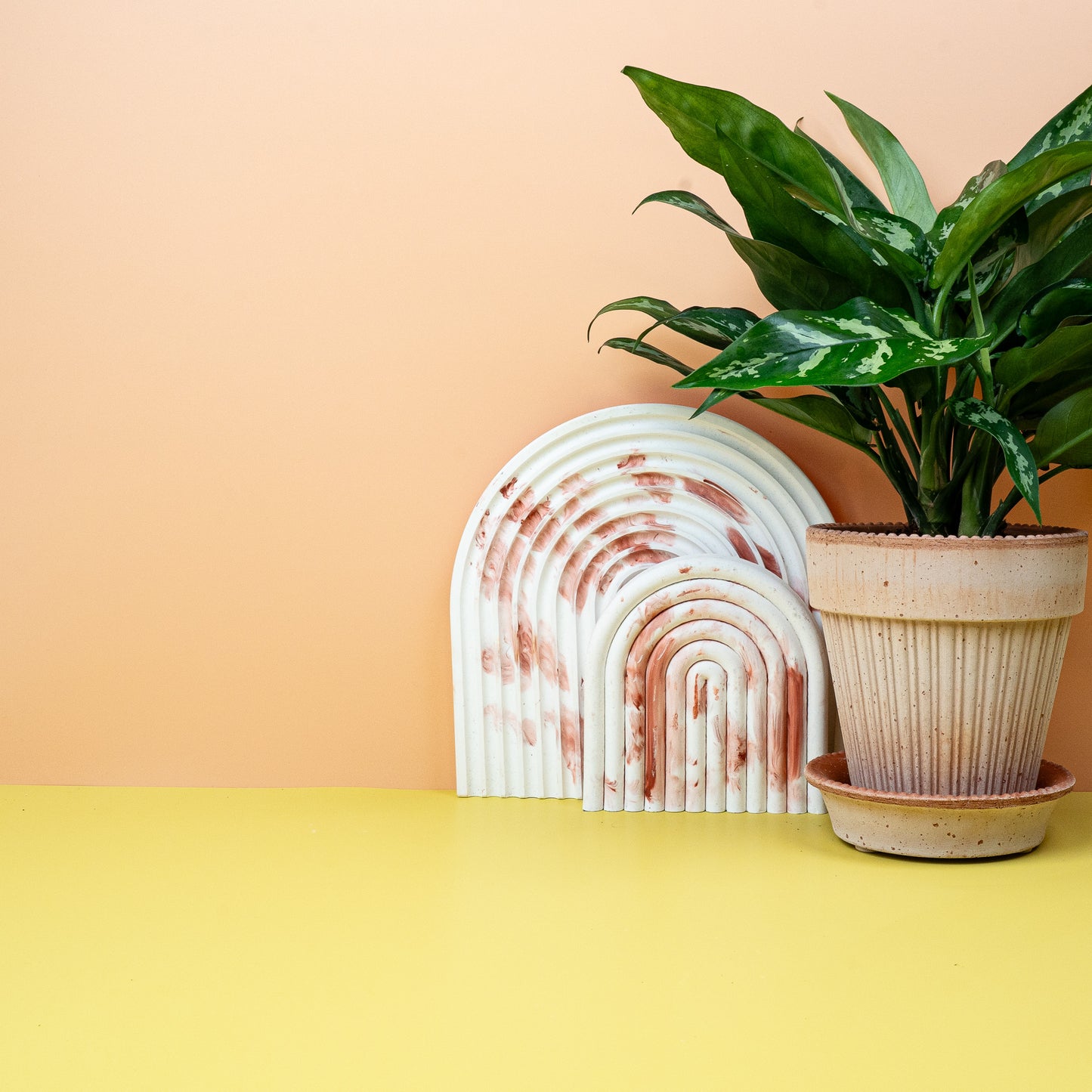 AGLAONEMA MARIA online bestellen bei potflourri