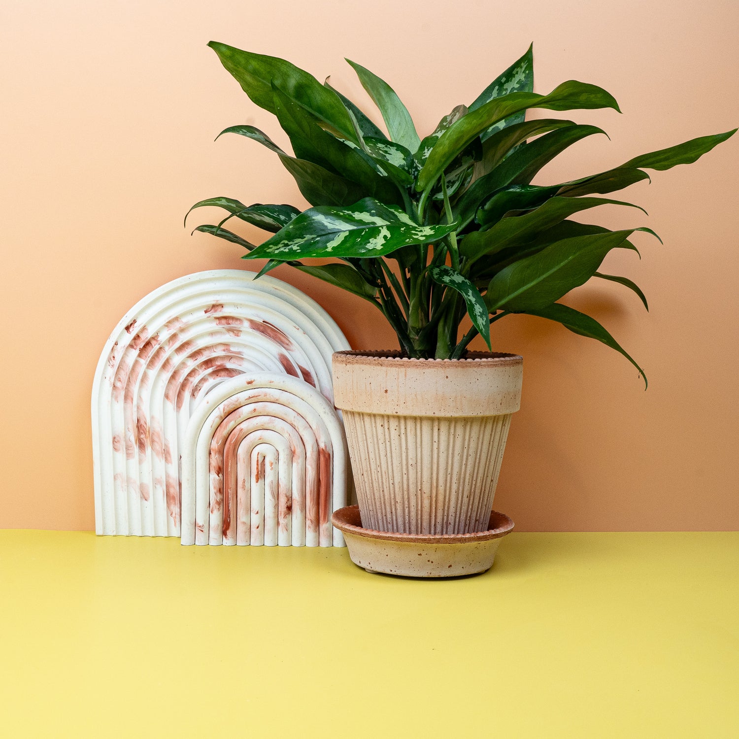 Aglaonema - Pflege einer Aglaonema mit einer dezenten Wassergabe an der Erdoberfläche