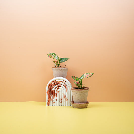 AGLAONEMA ZIRKON online bestellen bei potflourri