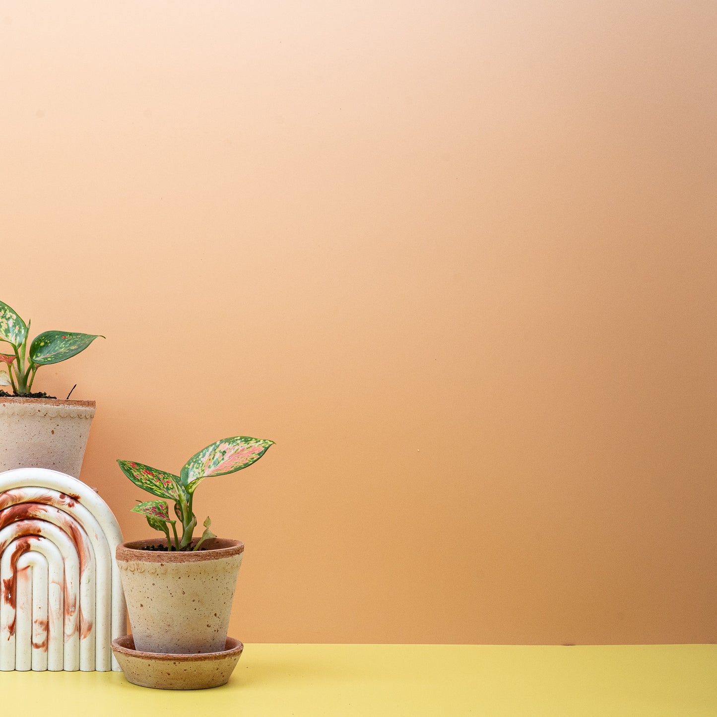 AGLAONEMA ZIRKON online bestellen bei potflourri