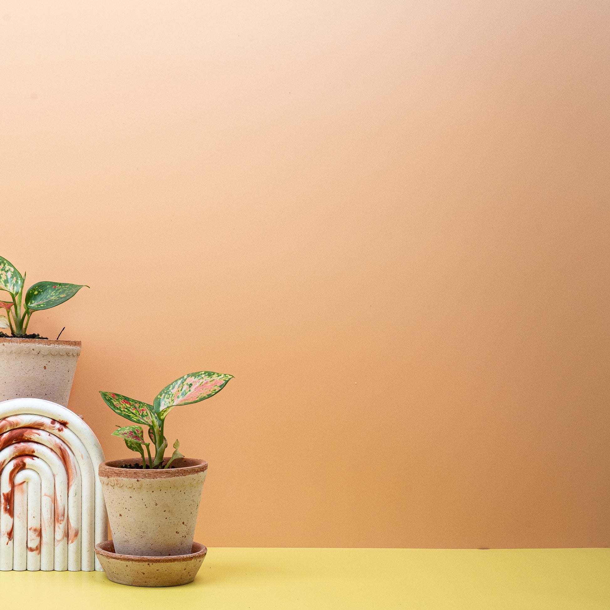 AGLAONEMA ZIRKON online bestellen bei potflourri