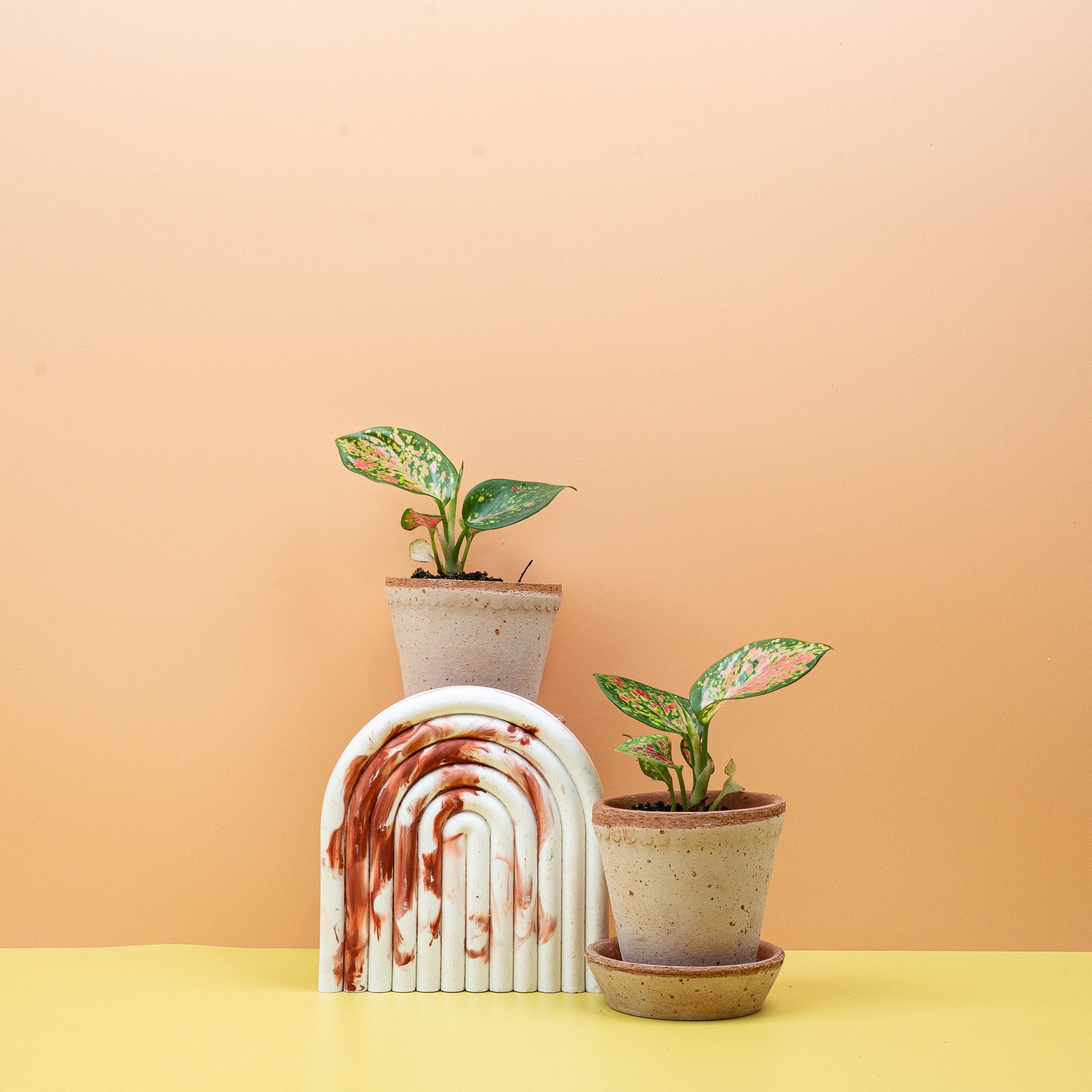 AGLAONEMA ZIRKON online bestellen bei potflourri