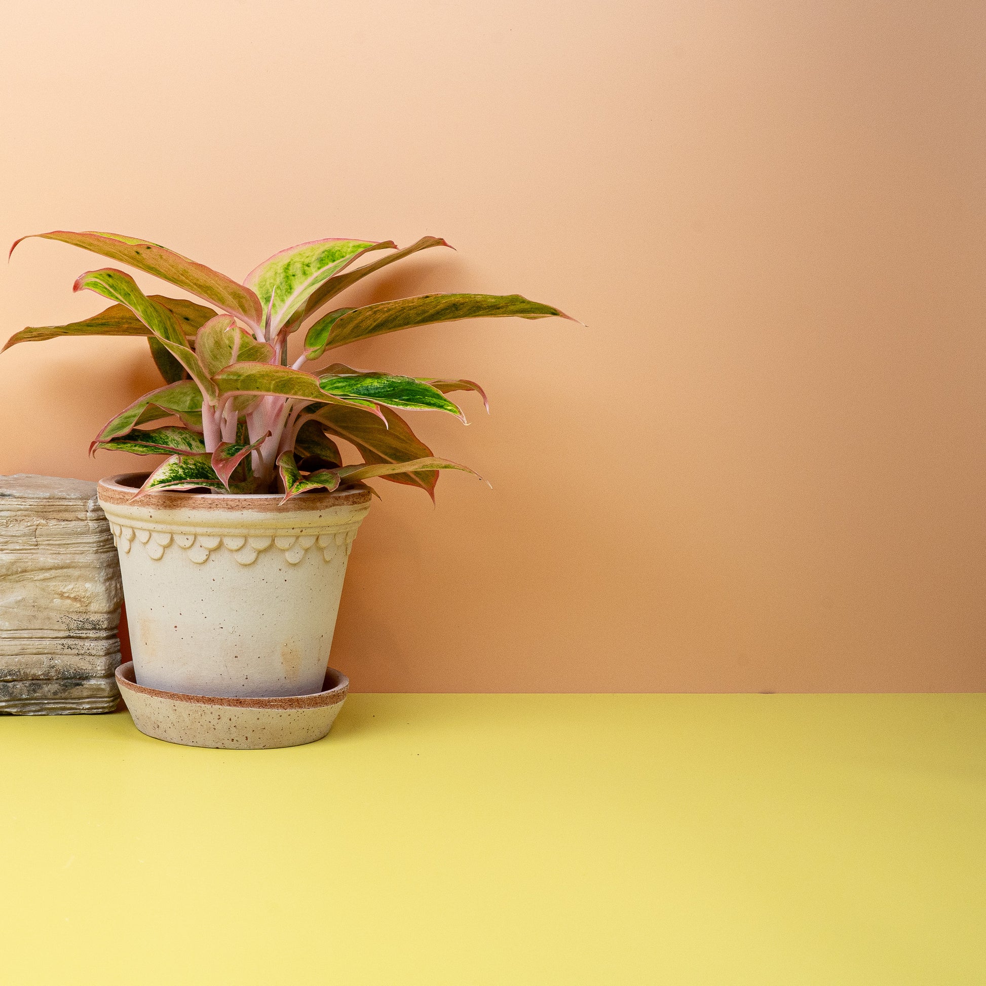AGLAONEMA SALMON online bestellen bei potflourri