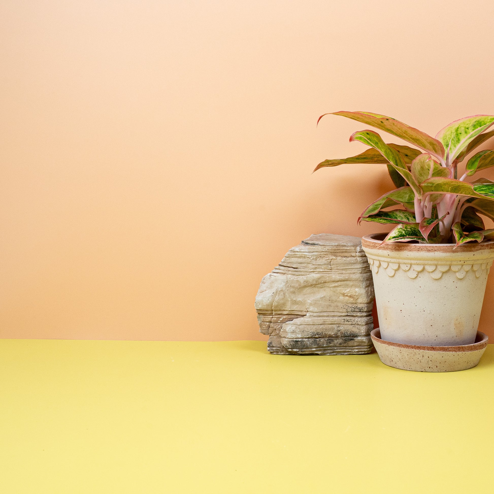 AGLAONEMA SALMON online bestellen bei potflourri