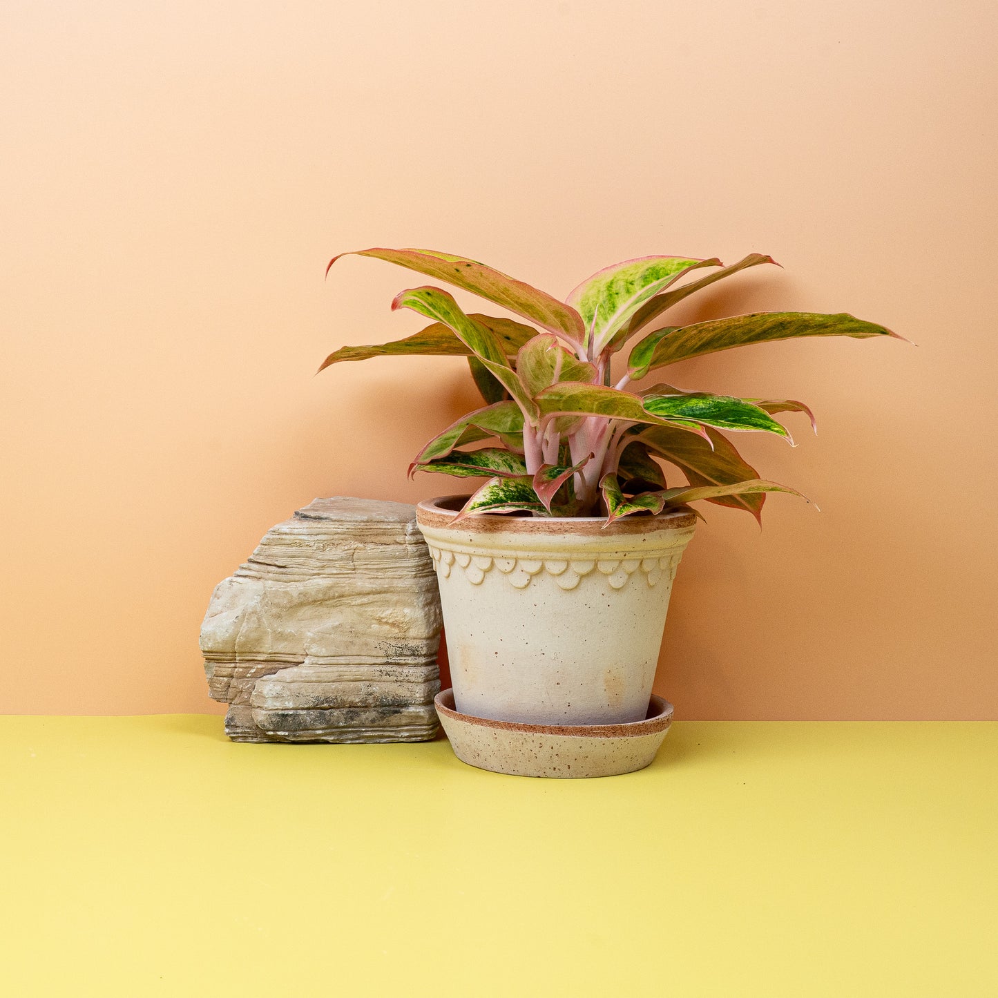 AGLAONEMA SALMON online bestellen bei potflourri