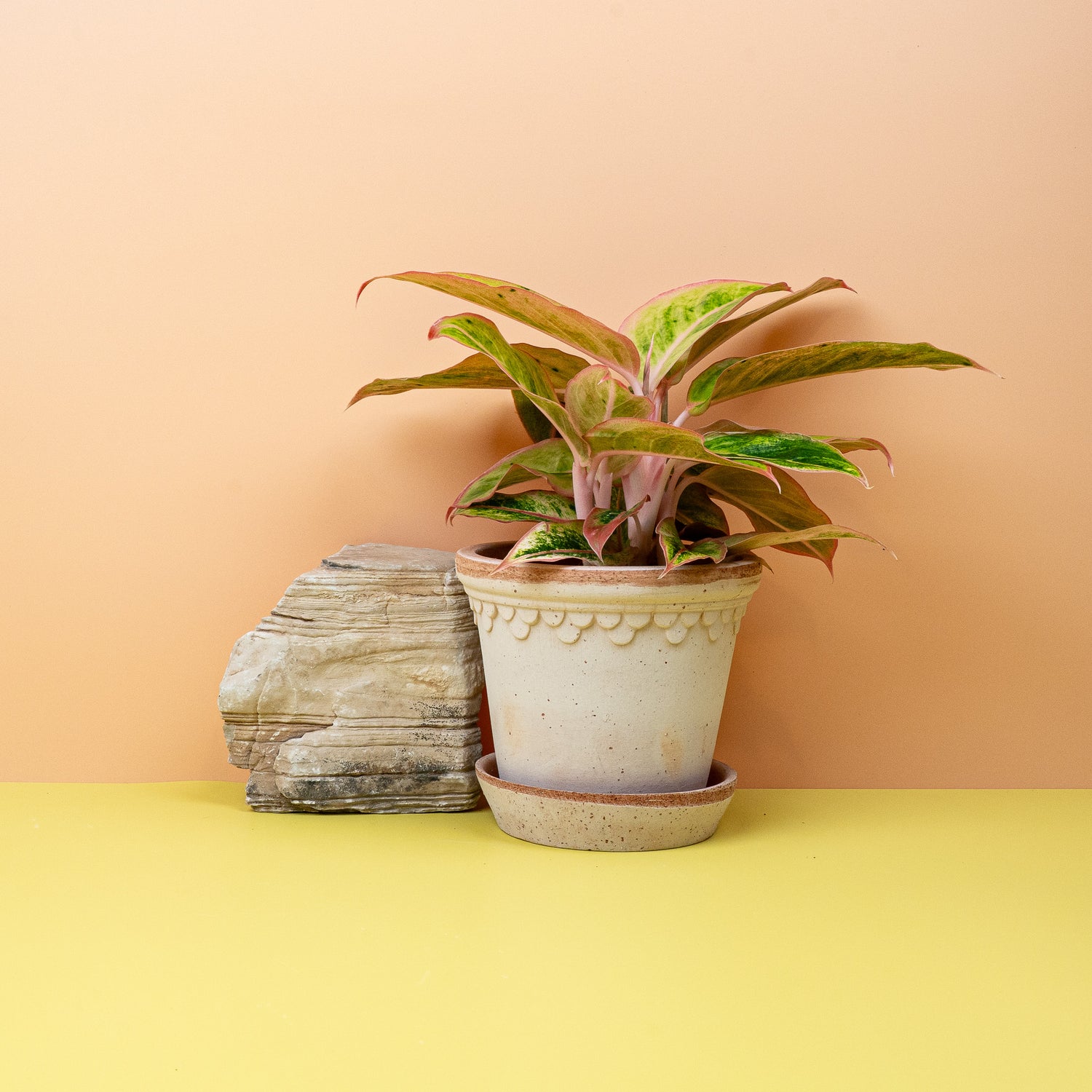Aglaonema - Dichtes, farbenprächtiges Blattwerk einer Aglaonema mit rosafarbenen und hellgrünen Mustern