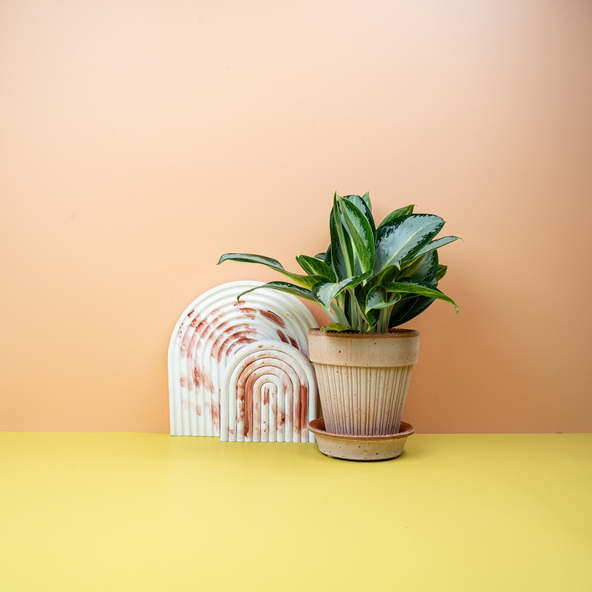 AGLAONEMA SILVER BLUE online bestellen bei potflourri