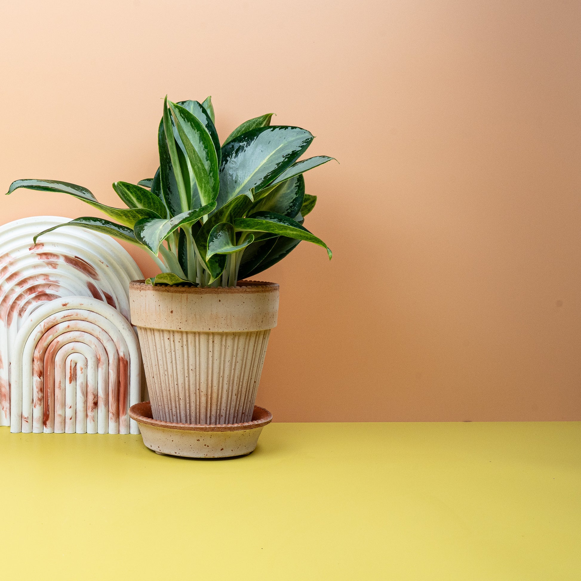 AGLAONEMA SILVER BLUE online bestellen bei potflourri