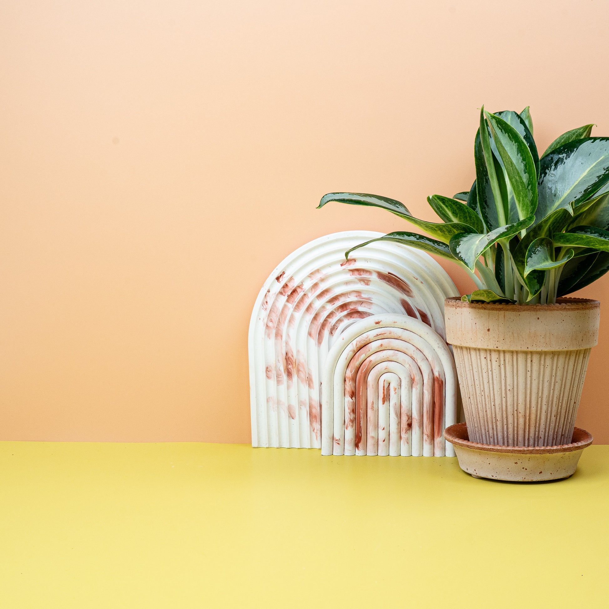 AGLAONEMA SILVER BLUE online bestellen bei potflourri