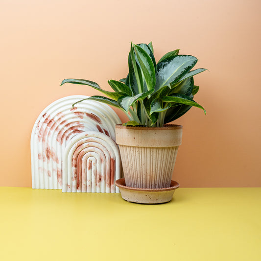 AGLAONEMA SILVER BLUE online bestellen bei potflourri